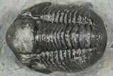 Detailed Gerastos Trilobite Fossil - Morocco #363945-2